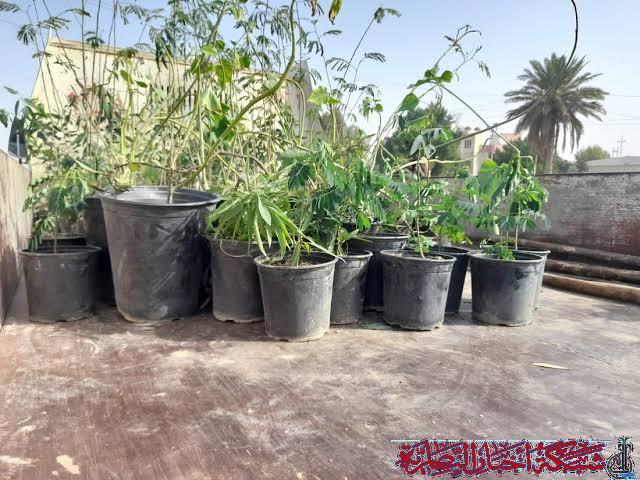 صورة من مقال: بلدية الناصرية: الزراعة الخريفية تنطلق بأصناف مقاومة لحرارة المناخ